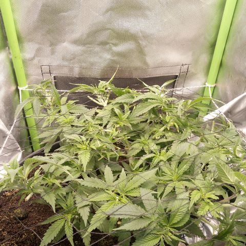 Aardbei Hoest growlog photo: After only