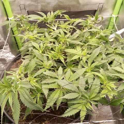 Aardbei Hoest growlog timeline photo
