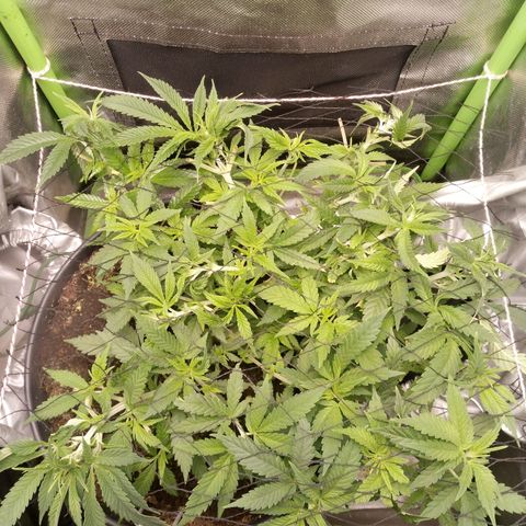 Aardbei Hoest growlog timeline photo