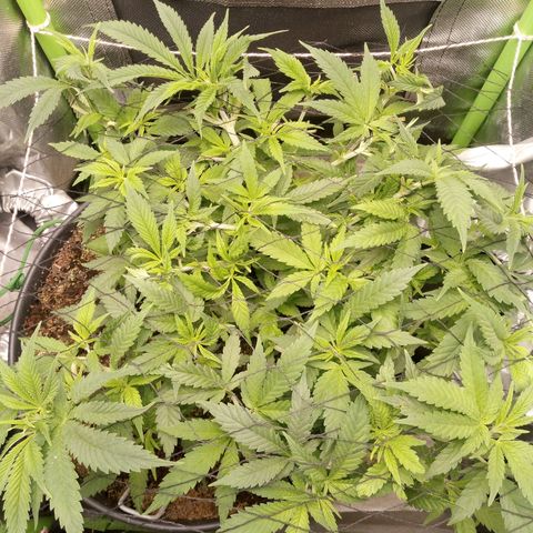 Aardbei Hoest growlog timeline photo