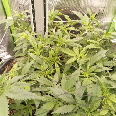 Aardbei Hoest growlog timeline photo