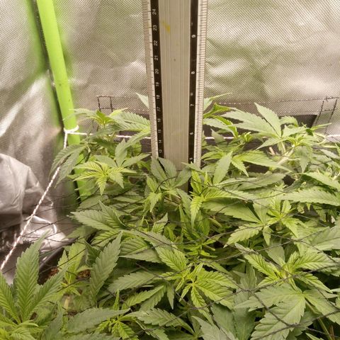 Aardbei Hoest growlog timeline photo