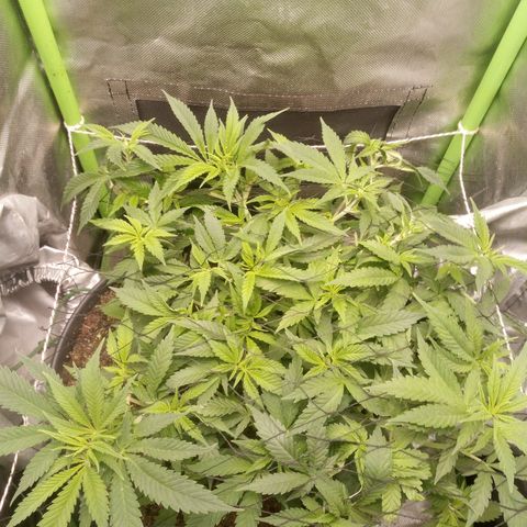 Aardbei Hoest growlog timeline photo