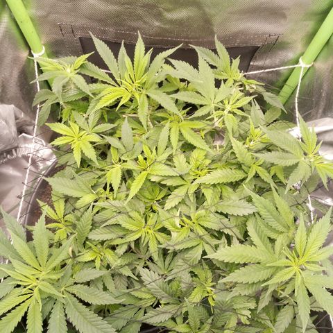 Aardbei Hoest growlog timeline photo