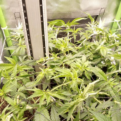 Aardbei Hoest growlog photo: After 