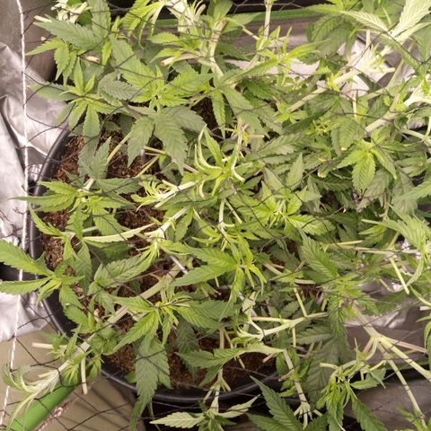 Aardbei Hoest growlog photo: After 