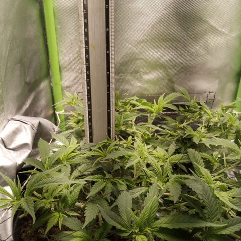 Aardbei Hoest growlog timeline photo