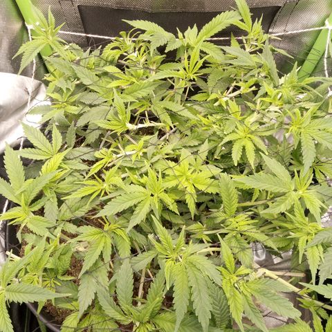 Aardbei Hoest growlog timeline photo