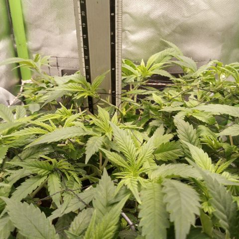 Aardbei Hoest growlog timeline photo