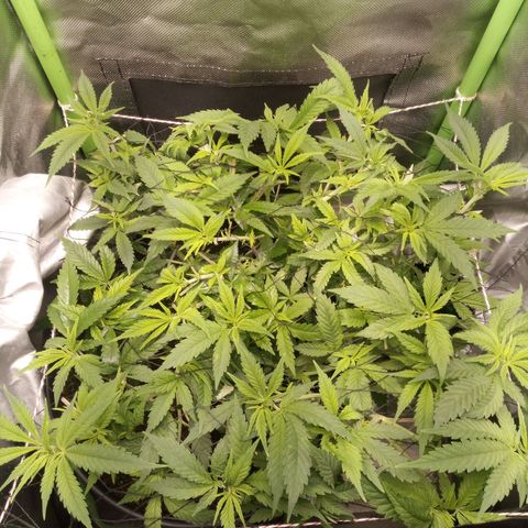 Aardbei Hoest growlog timeline photo