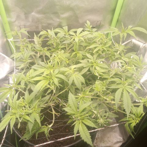 Aardbei Hoest growlog photo: After