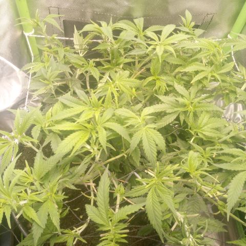 Aardbei Hoest growlog photo: After