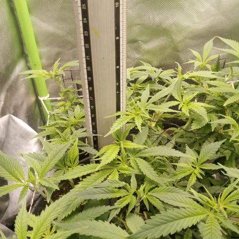 Aardbei Hoest growlog timeline photo