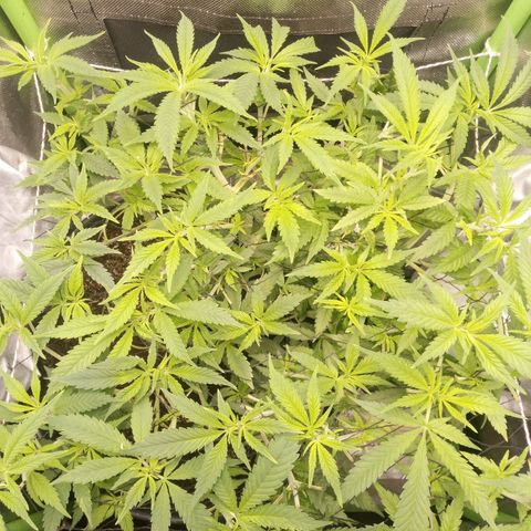 Aardbei Hoest growlog timeline photo