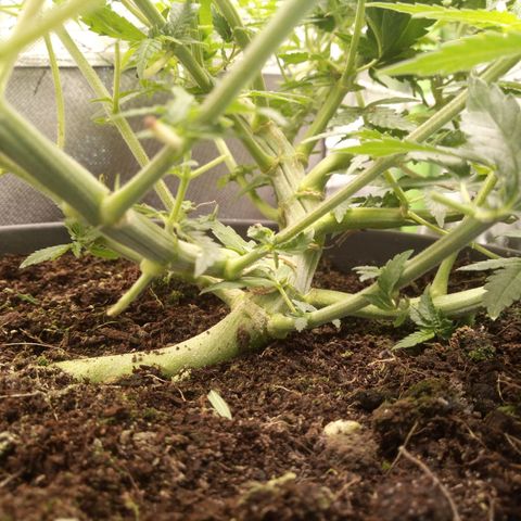 Aardbei Hoest growlog timeline photo