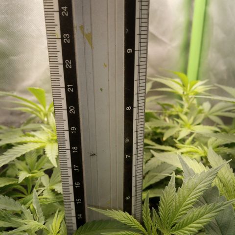 Aardbei Hoest growlog timeline photo
