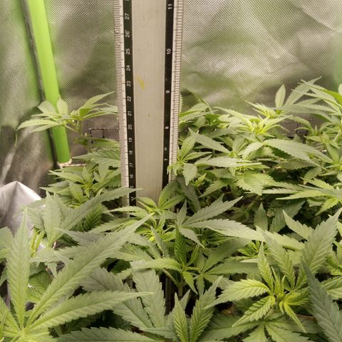 Aardbei Hoest growlog timeline photo