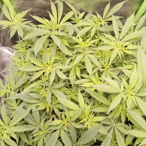 Aardbei Hoest growlog timeline photo