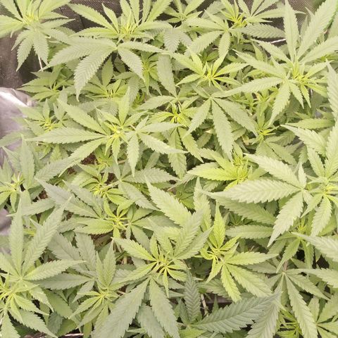 Aardbei Hoest growlog timeline photo