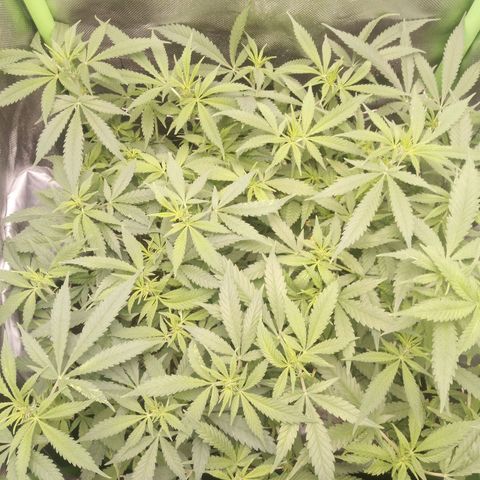 Aardbei Hoest growlog timeline photo
