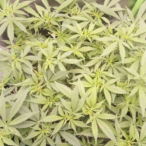 Aardbei Hoest growlog timeline photo
