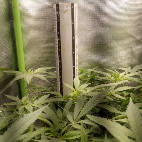 Aardbei Hoest growlog timeline photo
