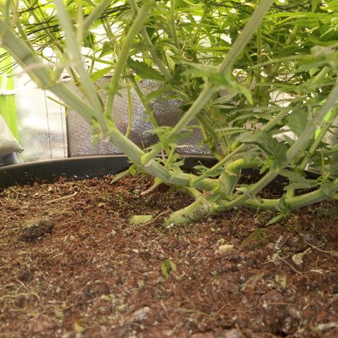 Aardbei Hoest growlog timeline photo