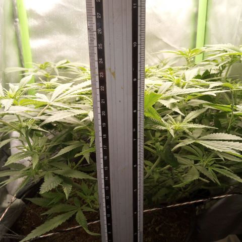 Aardbei Hoest growlog timeline photo