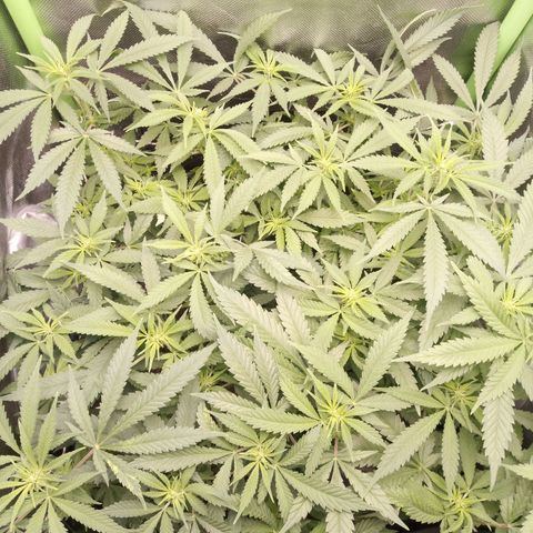 Aardbei Hoest growlog photo: Before 