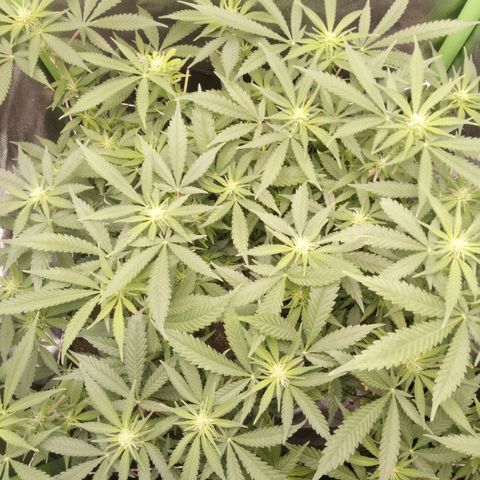 Aardbei Hoest growlog timeline photo