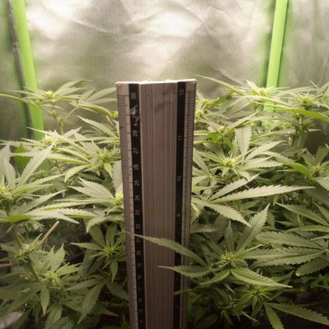 Aardbei Hoest growlog timeline photo