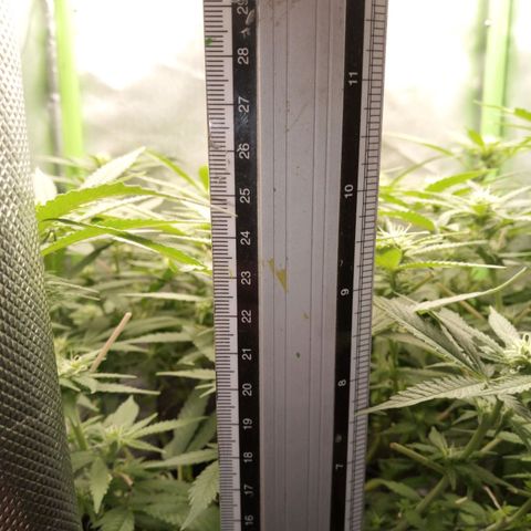 Aardbei Hoest growlog timeline photo