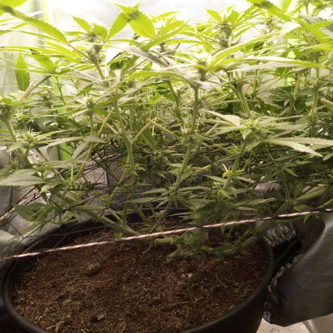 Aardbei Hoest growlog timeline photo