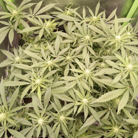 Aardbei Hoest growlog timeline photo