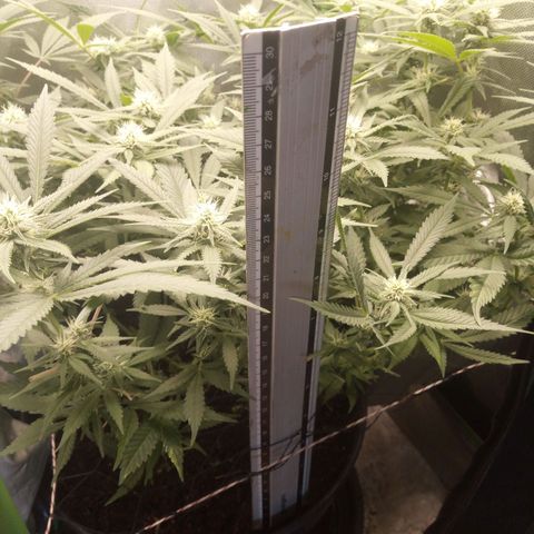 Aardbei Hoest growlog timeline photo