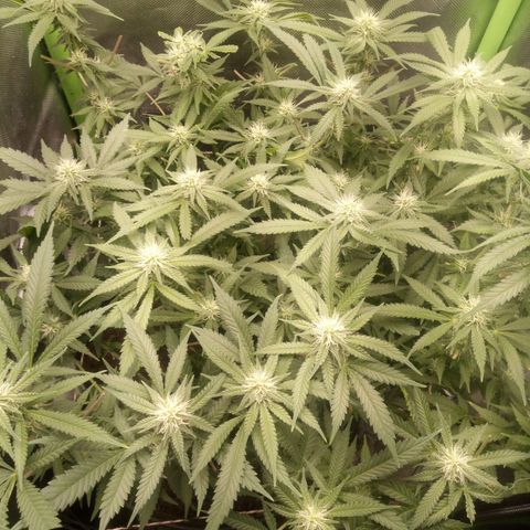 Aardbei Hoest growlog photo: After