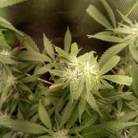 Aardbei Hoest growlog photo: After