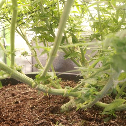 Aardbei Hoest growlog photo: After