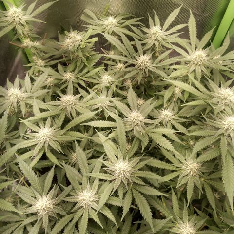 Aardbei Hoest growlog timeline photo
