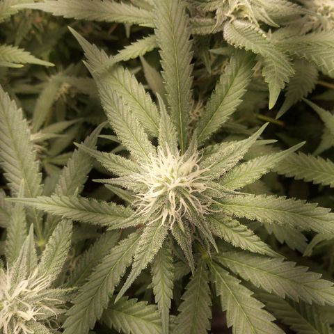 Aardbei Hoest growlog timeline photo