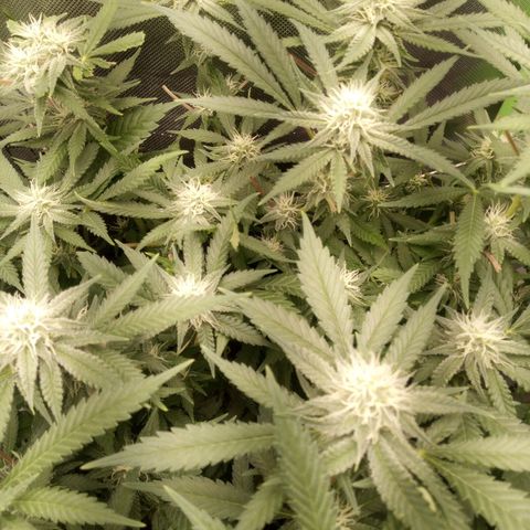 Aardbei Hoest growlog timeline photo