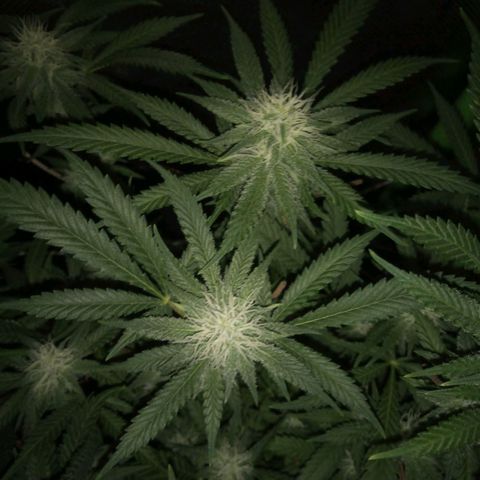 Aardbei Hoest growlog timeline photo