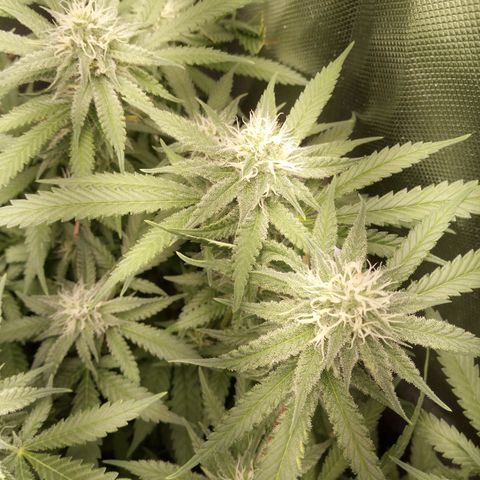 Aardbei Hoest growlog timeline photo