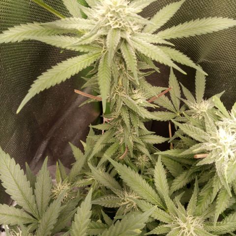Aardbei Hoest growlog timeline photo