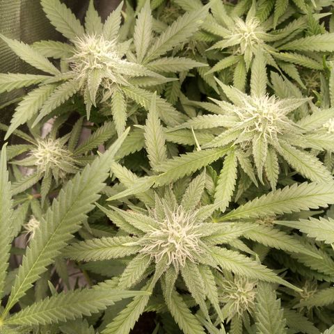 Aardbei Hoest growlog timeline photo