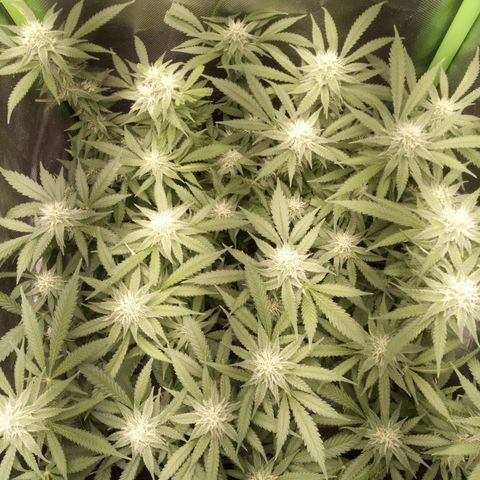 Aardbei Hoest growlog timeline photo