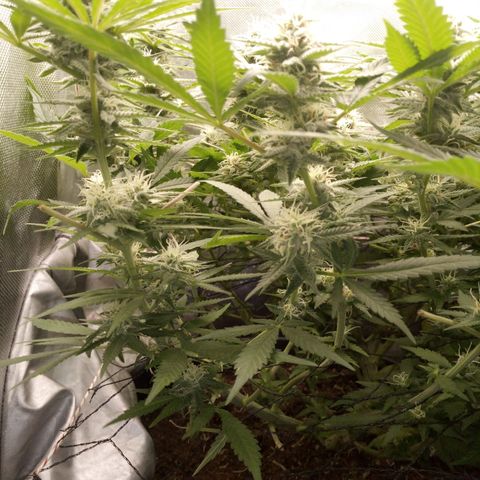 Aardbei Hoest growlog timeline photo