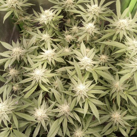 Aardbei Hoest growlog timeline photo