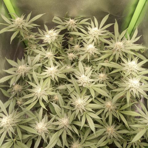 Aardbei Hoest growlog timeline photo