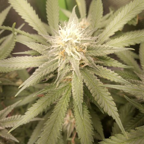 Aardbei Hoest growlog timeline photo